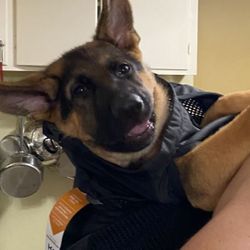 K9 Sport Pack Dog Carrier 