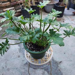 Philodendron Xanadu In 8" Ceramic Pot
