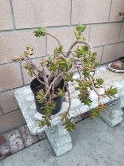 Potted Plant-Sun & Shade Plant