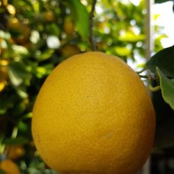 Organic Lemons 4 For $1.00. 