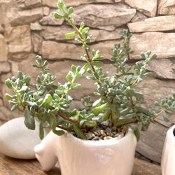 Deltoid-Leaved Dew Succulent Plant In 3"H Pot.See All Pics.