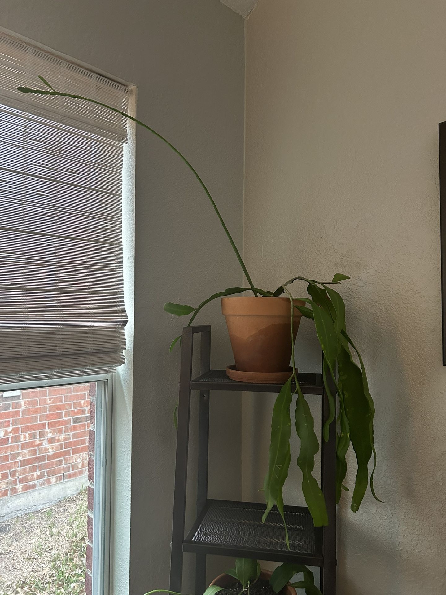 Queen Of The Night Plant With Pot