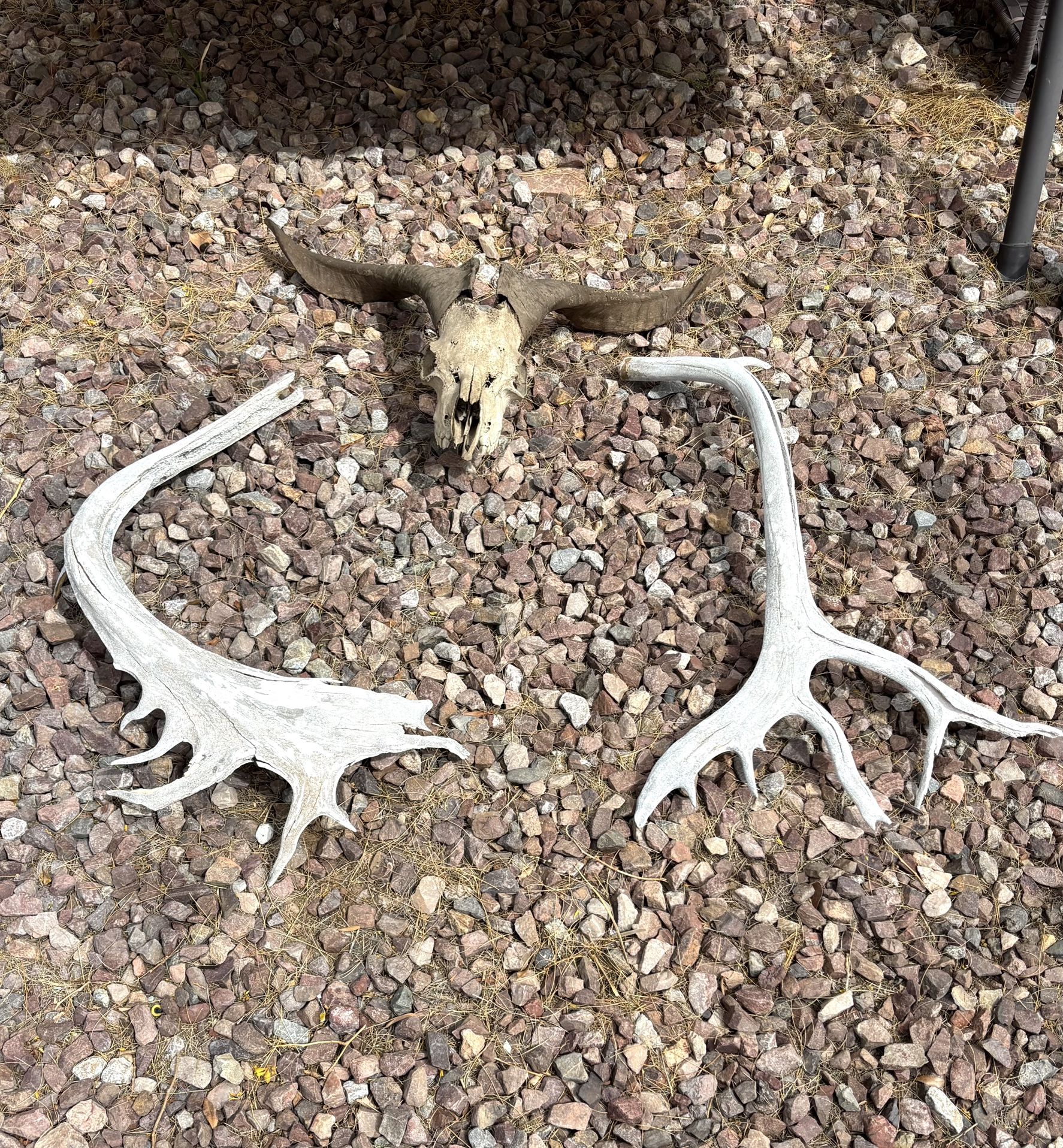Antler/Skull Yard Decor