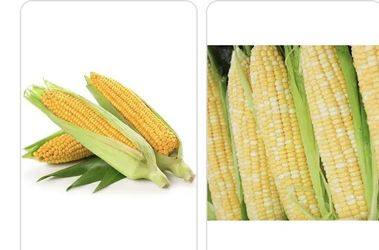 Sweet Yellow Corn Seedlings - Sold Out 