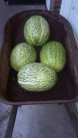 Chilacayotes grandes