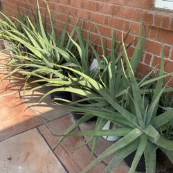 Huge Blowout Sale Clearance On All Plants Available