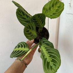 Lemon Lime Maranta 