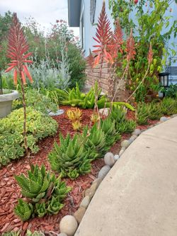 Mini Aloe Succulents