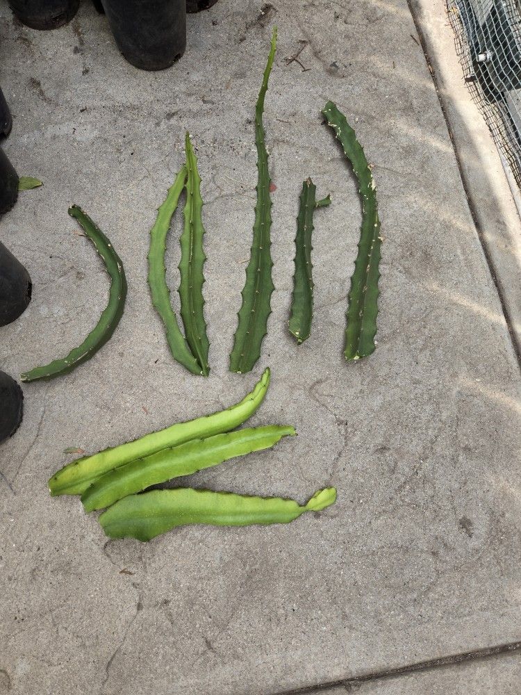 Cutting dragon fruit yellow