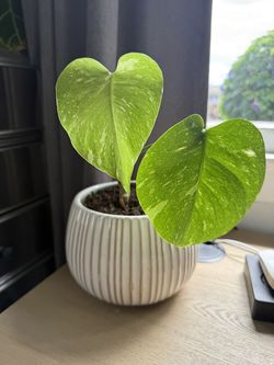 Established Monstera Thai Constellation