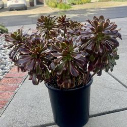 Aeonium  Superbang In 4 Gallon
