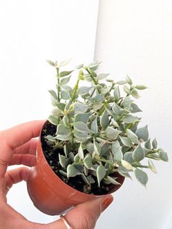 Dischidia Ruscifolia Million Hearts Variegated Plant 2" Pot - Indoor House Plants