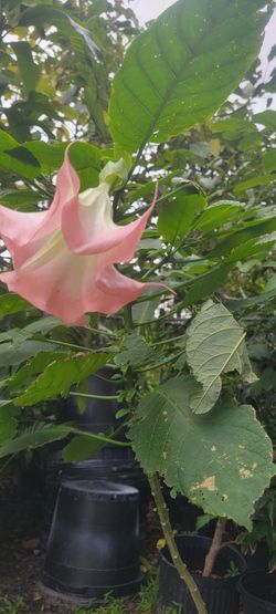 Pink Angel Trumpet