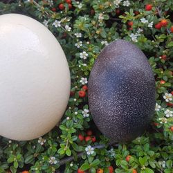 Emu and Ostrich Eggs