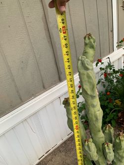 Large Live Cactus Plant ~48 Inches Tall