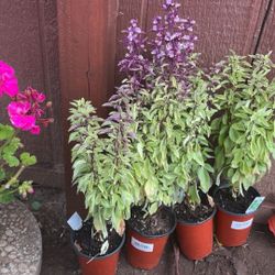 Flowers Plants Take All