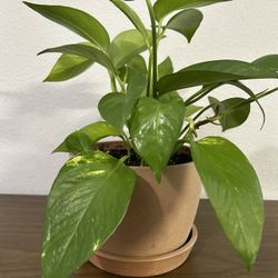 Pothos Houseplant