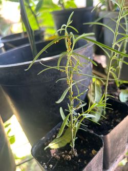 Milkweed with butterfly eggs
