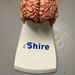 Brain Model