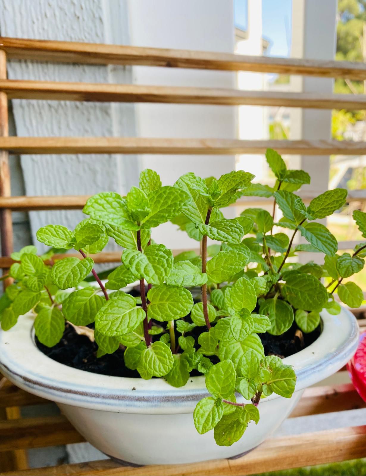 Mint Plant