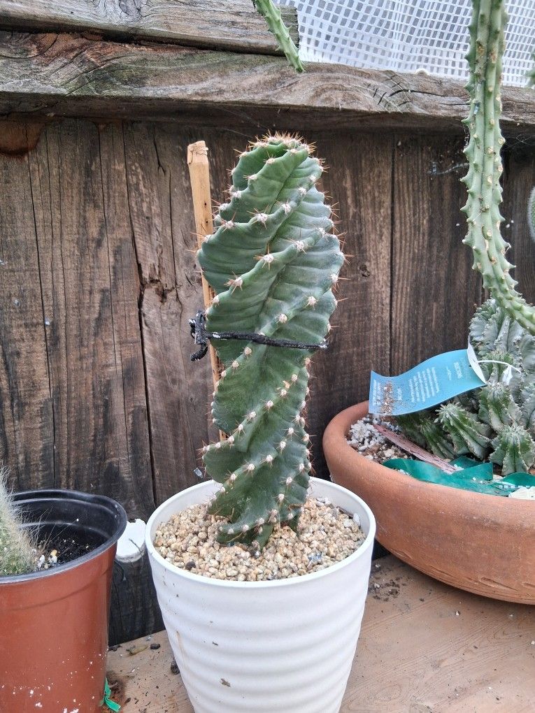 Spiral or Tornado Cactus Plant $48