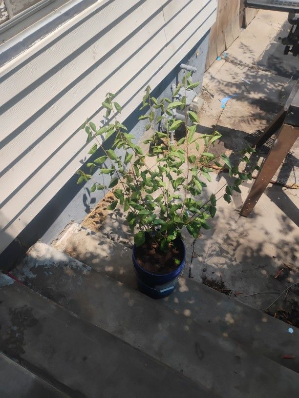 Black Tartarian Cherry Tree