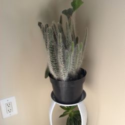 Cactus Plant