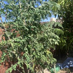 Organic Moringa For Tea (fresh)