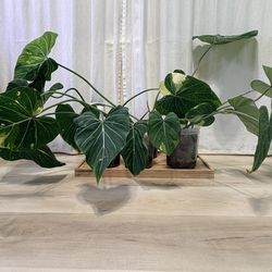 Variegated Gloriosum