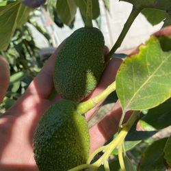 Hass Avocado Tree