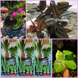 Indoors Plants.  Outdoor Plants. Cactus.  Succulents 