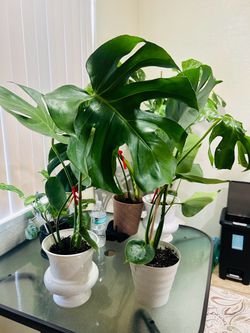 Plants for sale 15 each monsteras