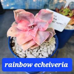 TODAY AND WEDNESDAY FROM 4PM TO 7PM PLANT SALE..SAN LORENZO