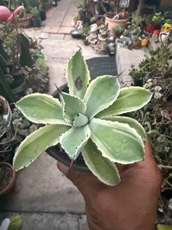 Variegated Agave Plant