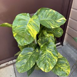 10” Hawaiian Pothos Big Leaves