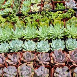 Echeveria & Succulent