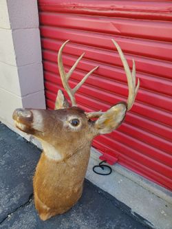 Deer head wall mount