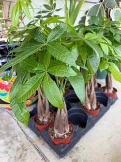 Braided Money Tree