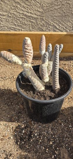 Pine Cone Cactus 