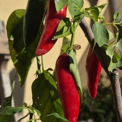 Jalapeño Red Pepper PLANT 