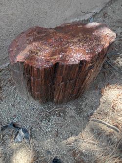 Petrified Wood Trunk Deep red  *HEAVY*