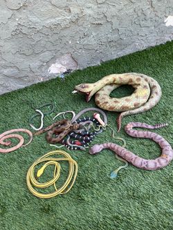 Halloween  Creepy snakes