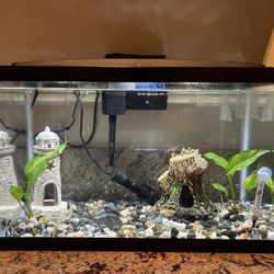 Free Fish Tank And 4 Fishes 