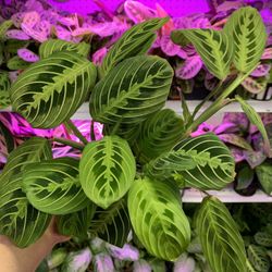 4” Pot Size: Calathea Lemon Lime & Red Maranta Prayer Plants; $12 Each
