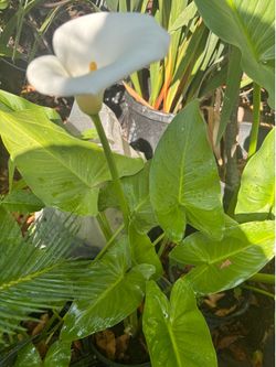 Lily plant