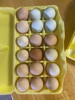 Fresh Eggs