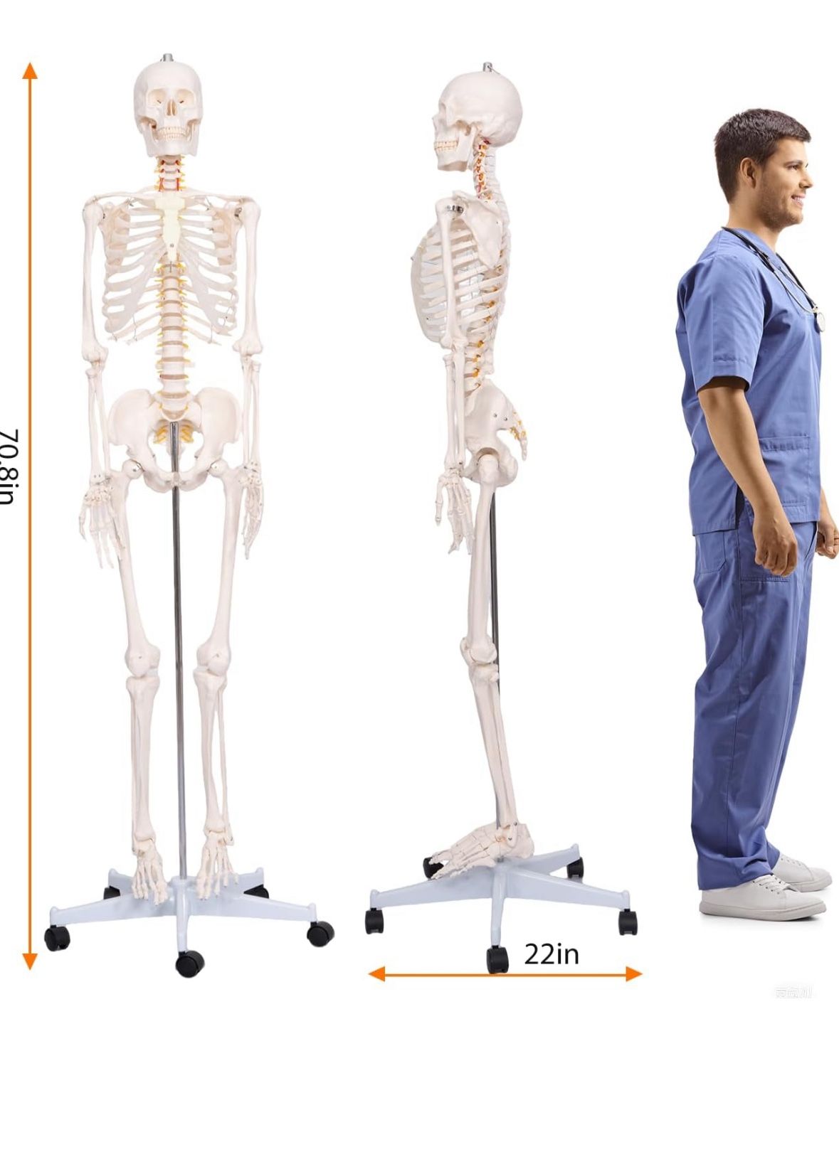 Life-Size Human Skeleton Model - Good Condition