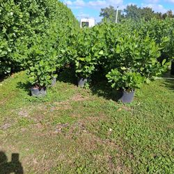 Clusias 4 Feet Tall 7 Gallons Pots $ 28 Each Plant,free Delivery If You Buy More Than 40 Plants  , 