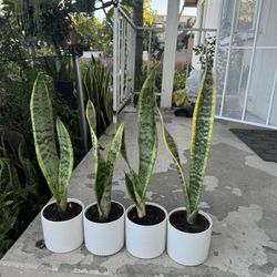 Yellow Snake Plant In Ceramic Pot 10$ Each