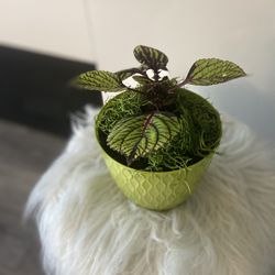 Housplant Coleus Plant